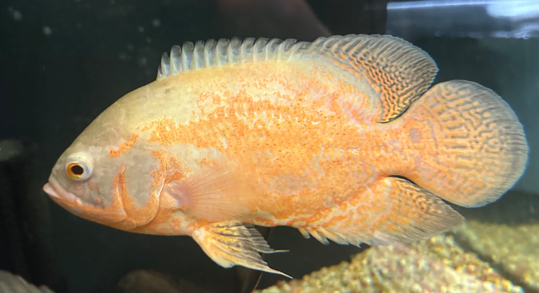 XL Albino Red / Red Oscar (7”)