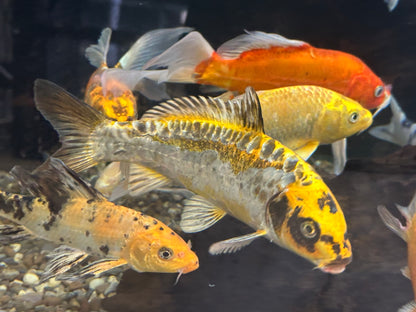 Large Assorted Koi (8-9”)