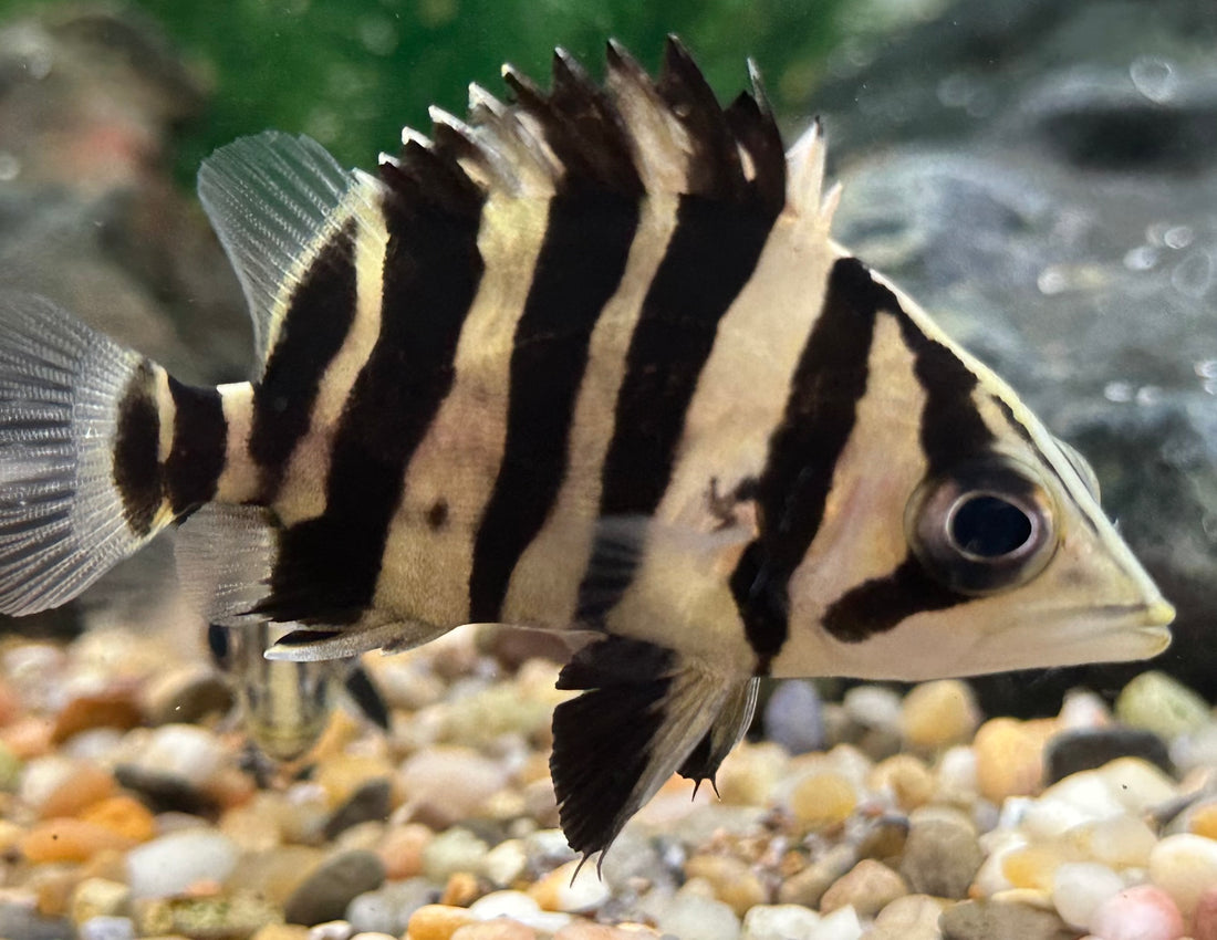 Sumatra 4 Bar Datnoid (2”)