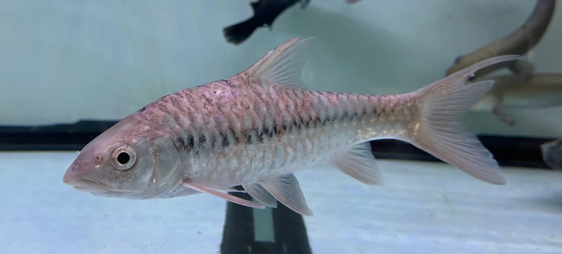 LARGE Red Mahseer (8-9”)
