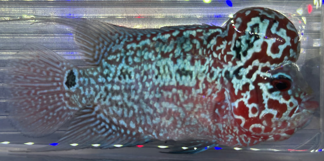 Super Red Dragon Flowerhorn (4”)