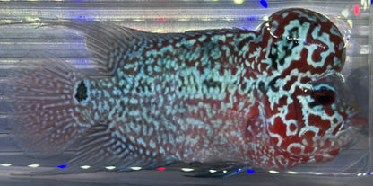 Super Red Dragon Flowerhorn (4”)