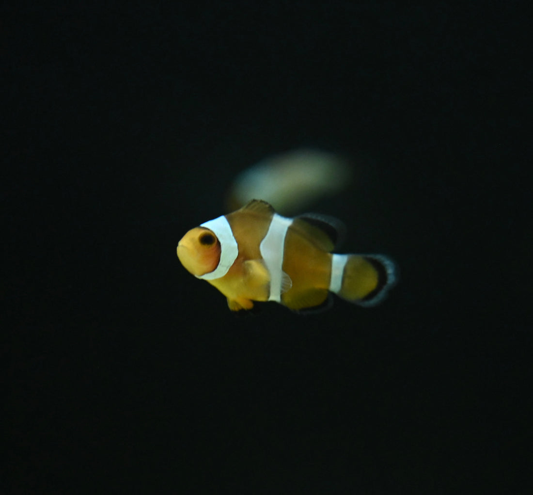 Percula Clown Fish (1”)