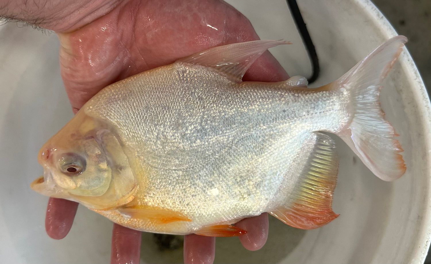 Large Albino Shortbody Pacu (7”)