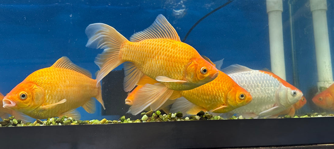 XL Comet Goldfish (8”+)