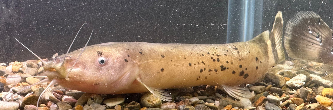 Electric Catfish (5.5”)