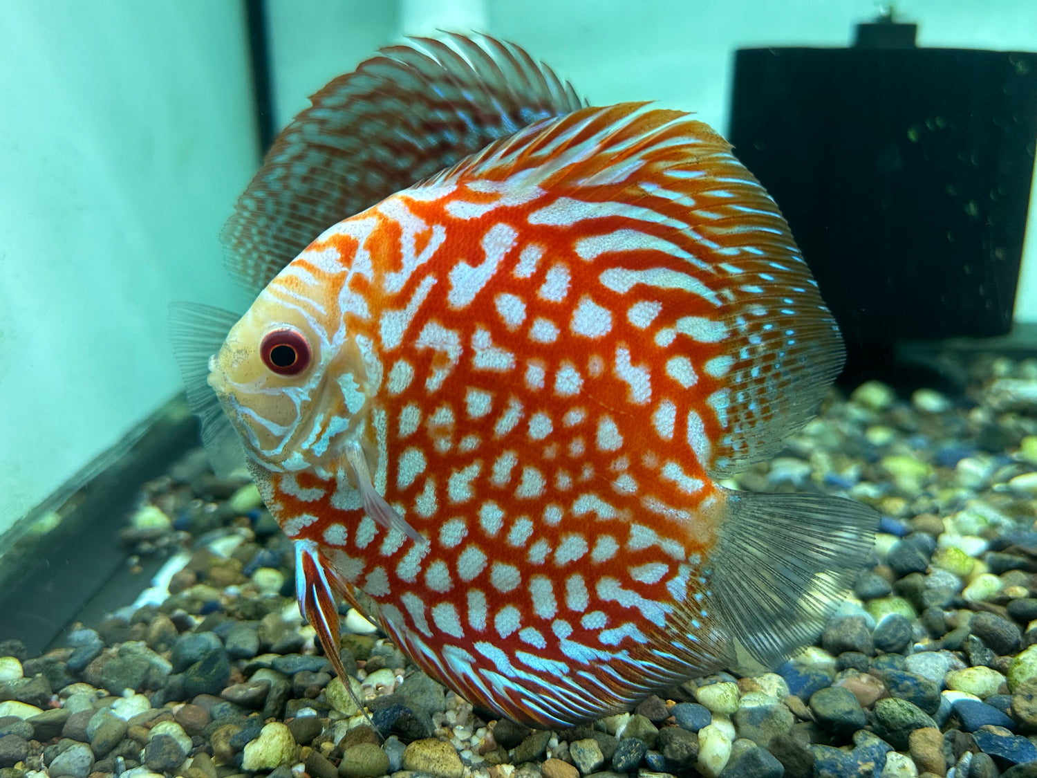 Large Assorted Discus (4-5”)