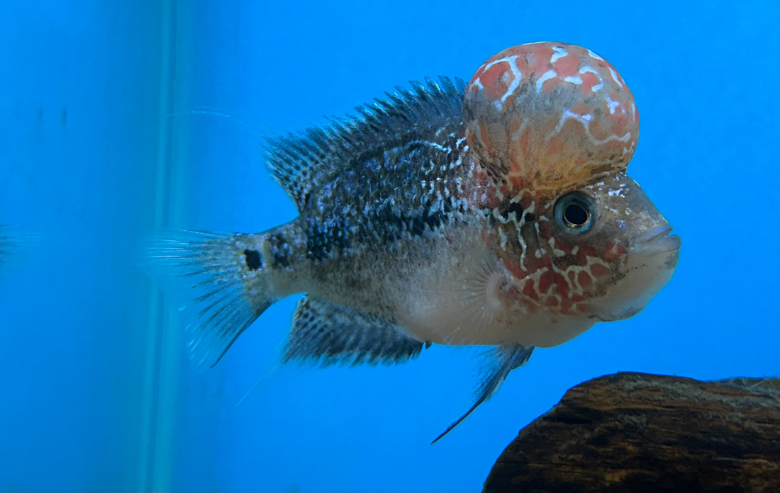 Fader Red Dragon Flowerhorn (3.5”)