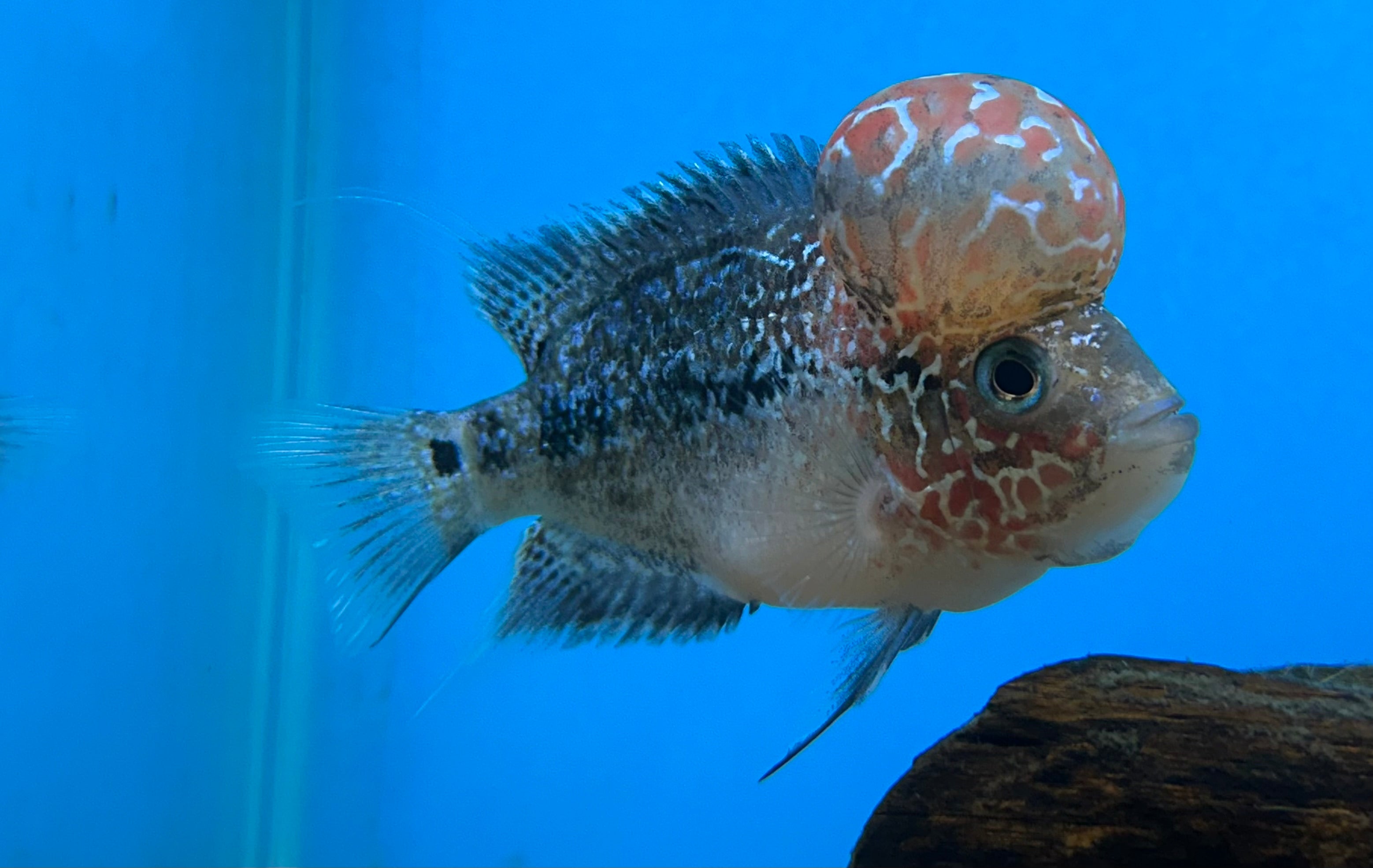 Fader Red Dragon Flowerhorn (3.5”)