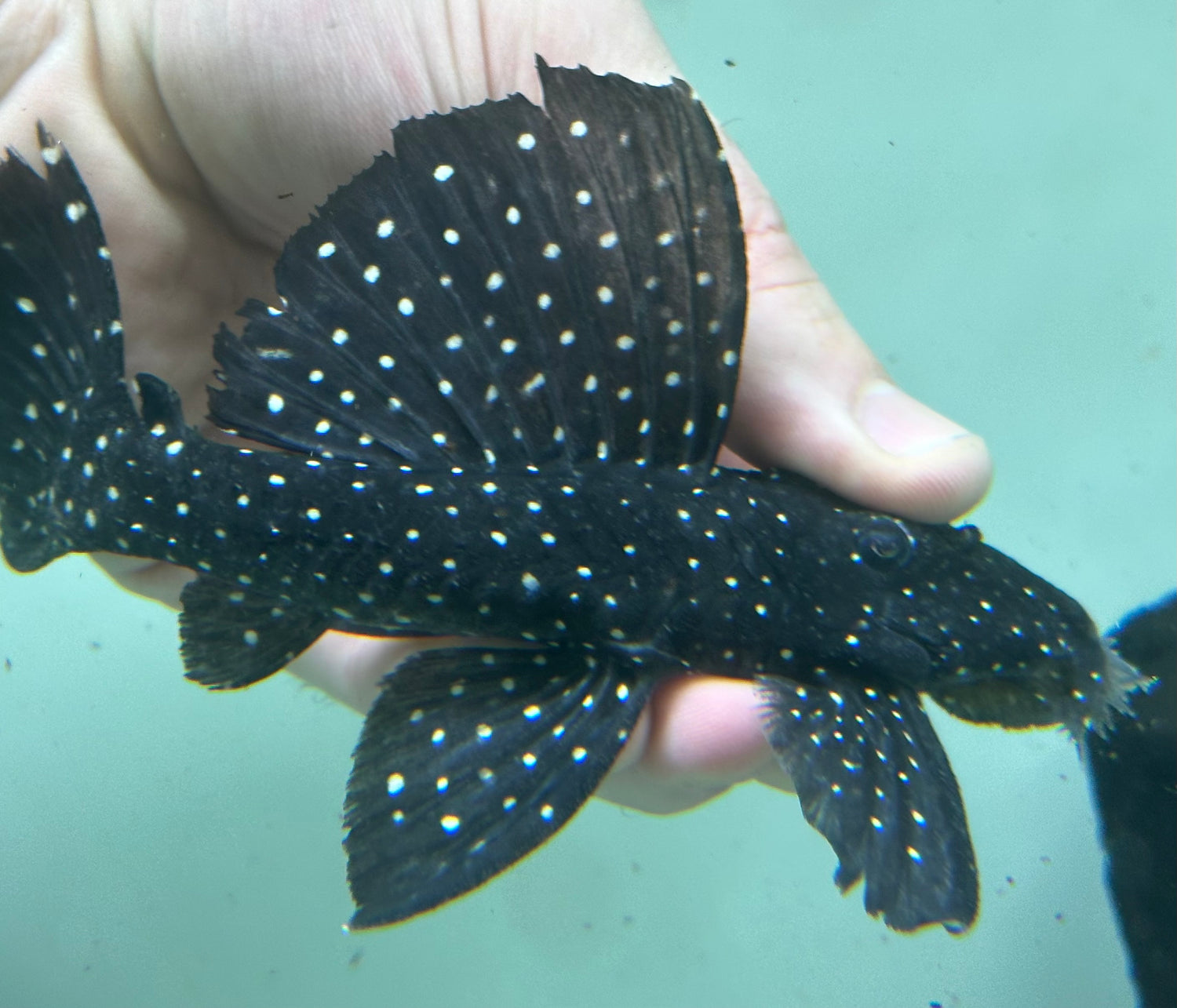 L240 Vampire Pleco (4-5”)
