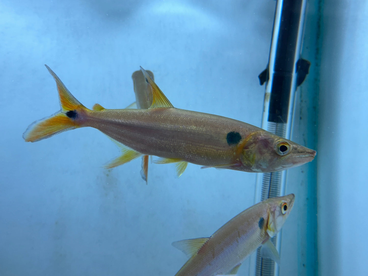 LARGE Redtail Barracuda (6-7”)