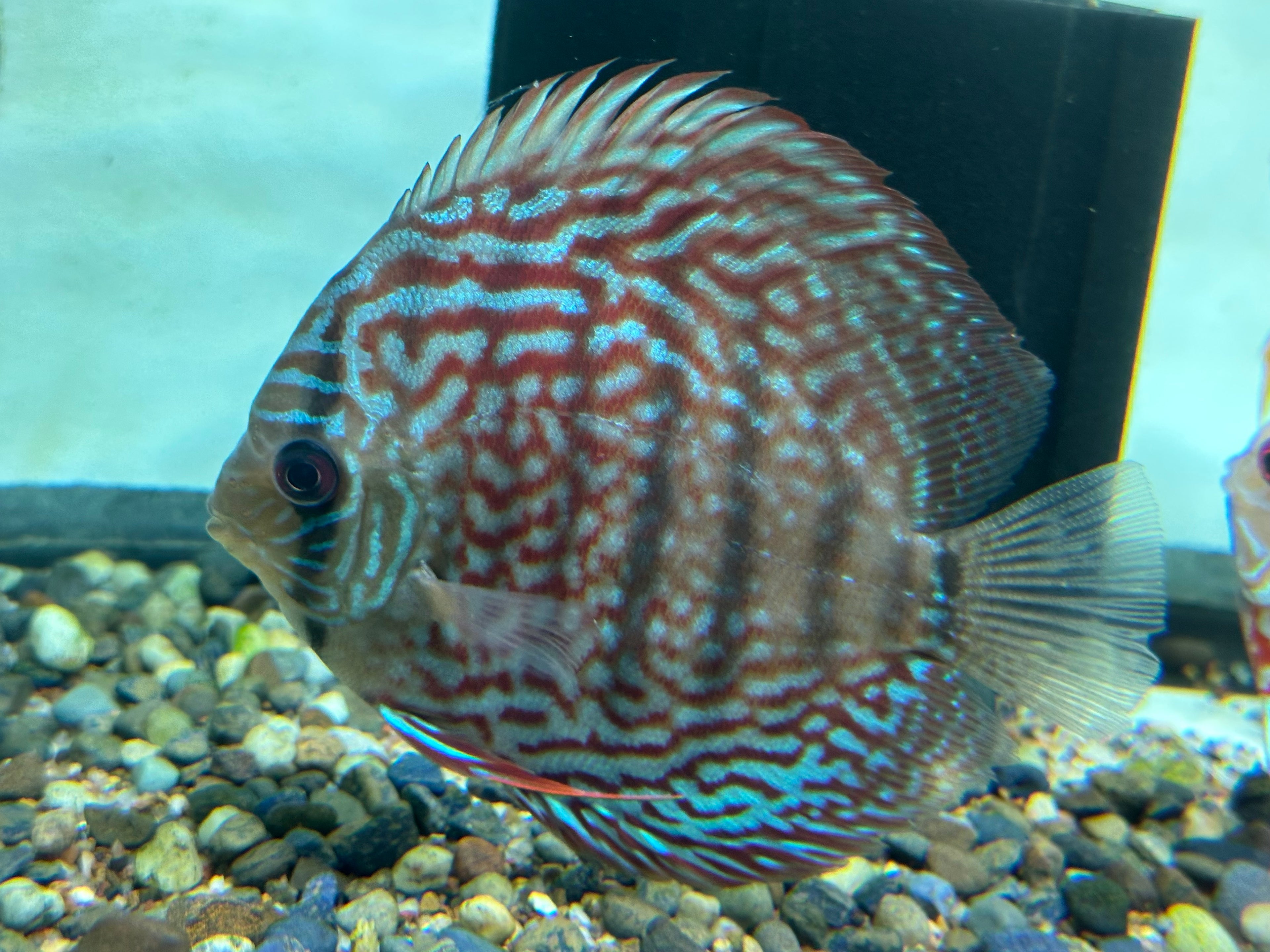 Large Assorted Discus (4-5”)