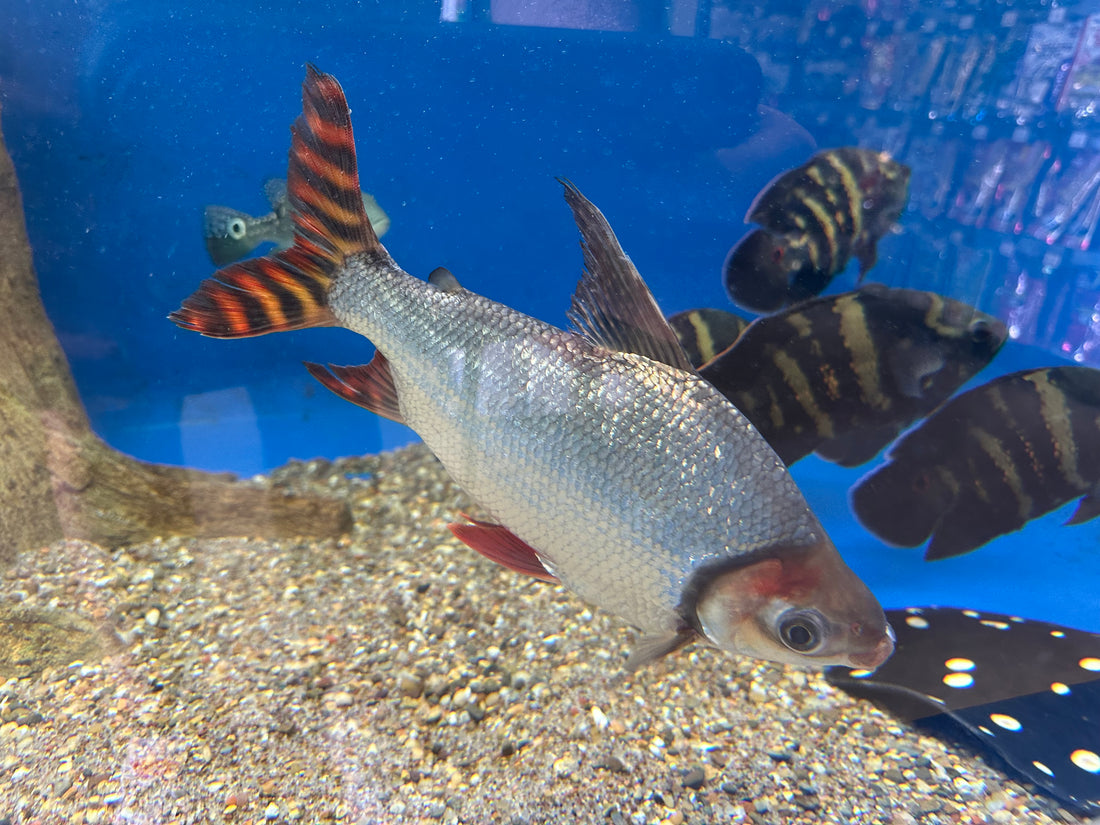 Jumbo Flagtail Prochilodus (10”+)