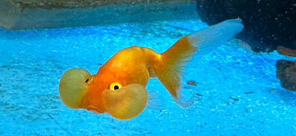 Bubble Eye Goldfish (2”)