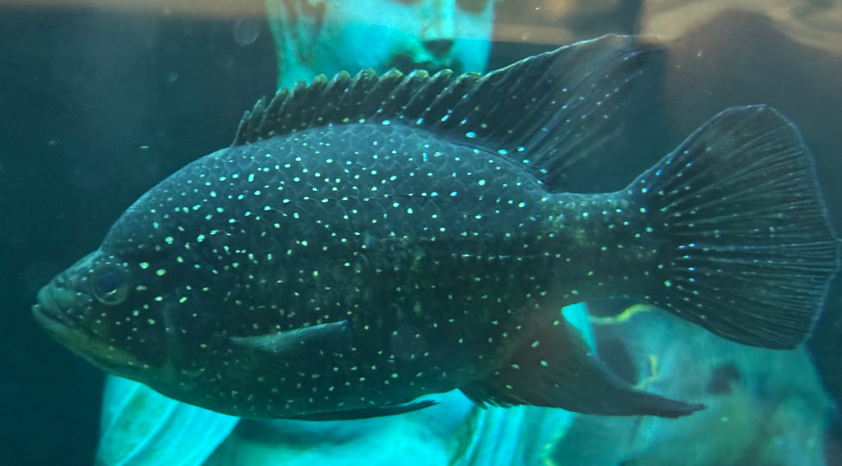 Large Polleni Starry Night Cichlid (6.5”)