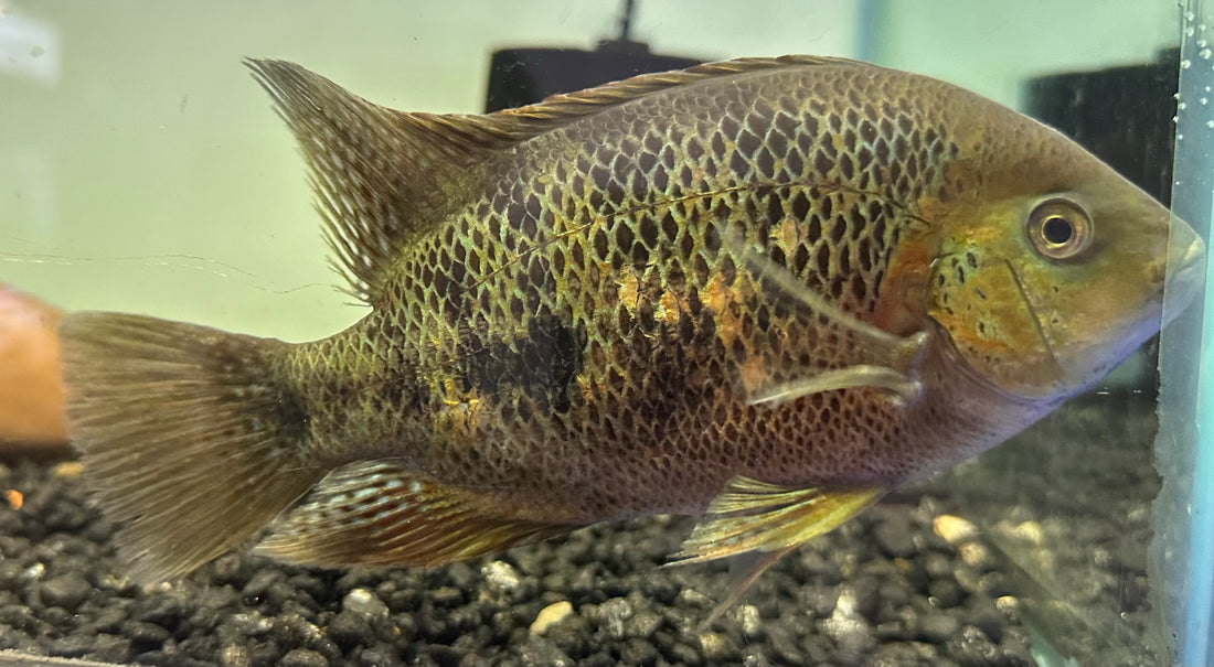 Bocourti Vieja Cichlid (6”)