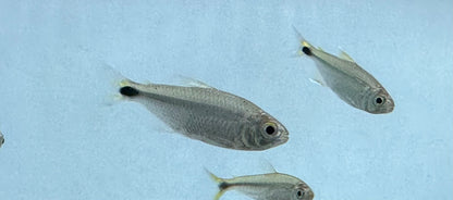 Banded Astyanax Tetra (1.5”)