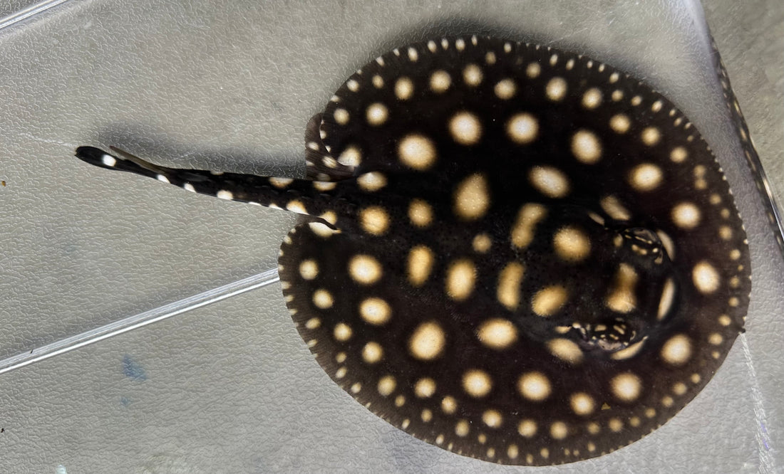 Black diamond Stingray (Female 5”)