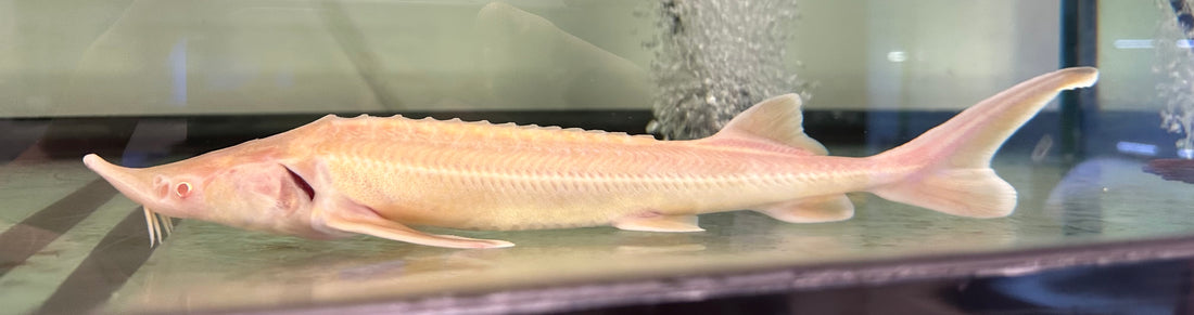 Albino Sterlet Sturgeon (14-15”)