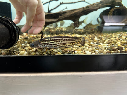 Elongated Driftwood Catfish (5-6”)