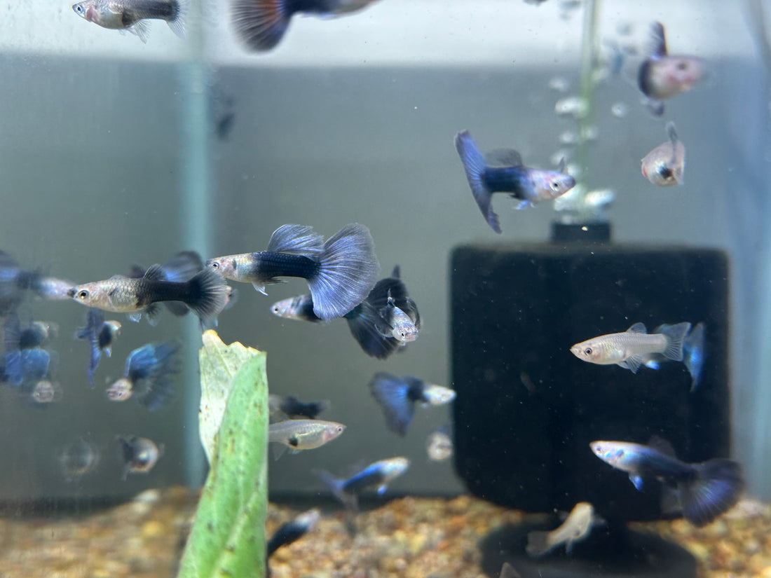 Halfmoon Blue Guppy Pair (1”)