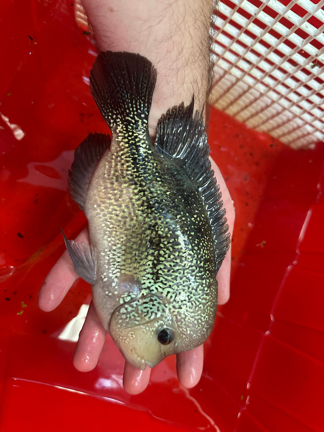 Hybrid Vieja Cichlid (8”)