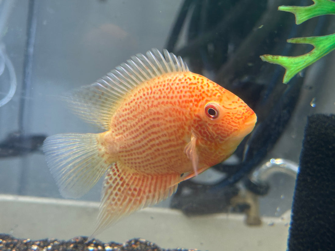 Red Severum Cichlid (5”)