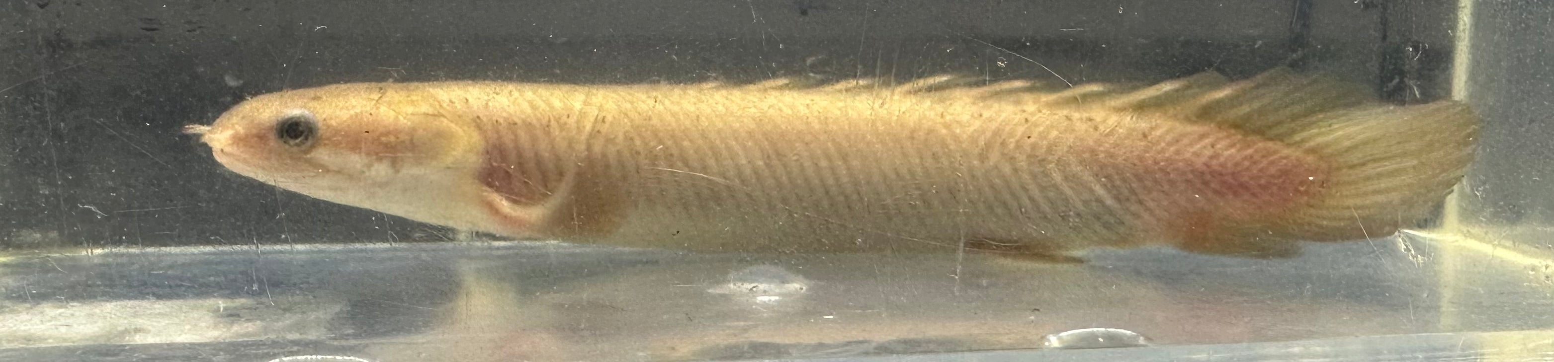 Gold Senegal Polypterus (5-5.5”)