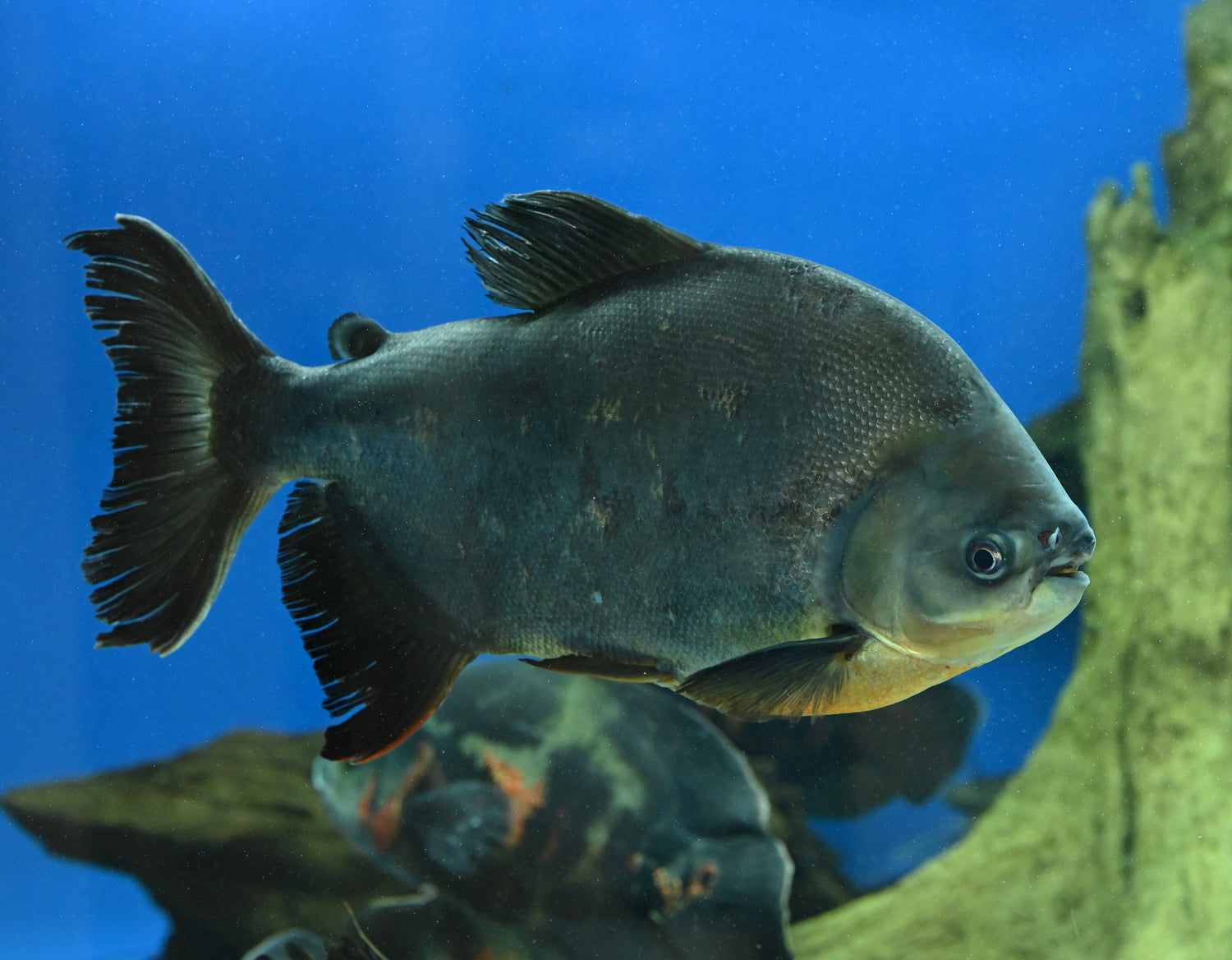 LARGE Pacu (13-14”)