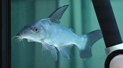 Anteater Catfish (8”)