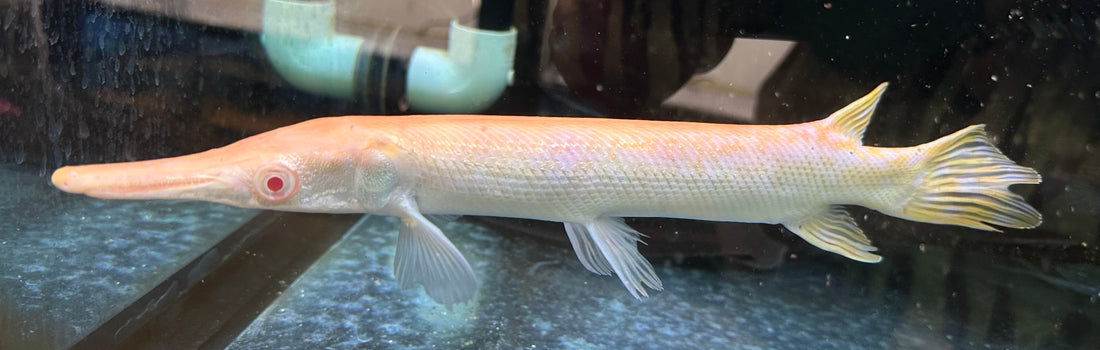 Albino Alligator Gar (13-14”)
