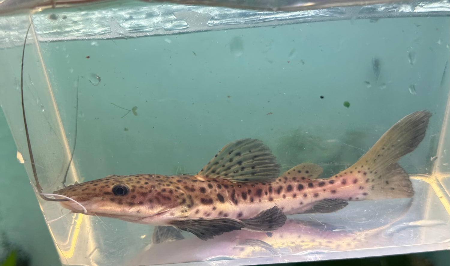 Tiger Shovelnose Hybrid Catfish (6”+)