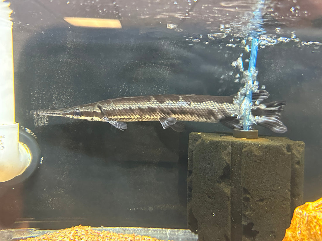 Tropical Gar (10-11”)