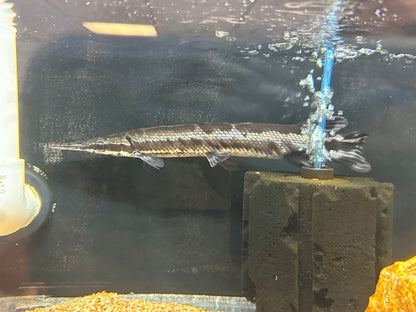 Tropical Gar (10-11”)