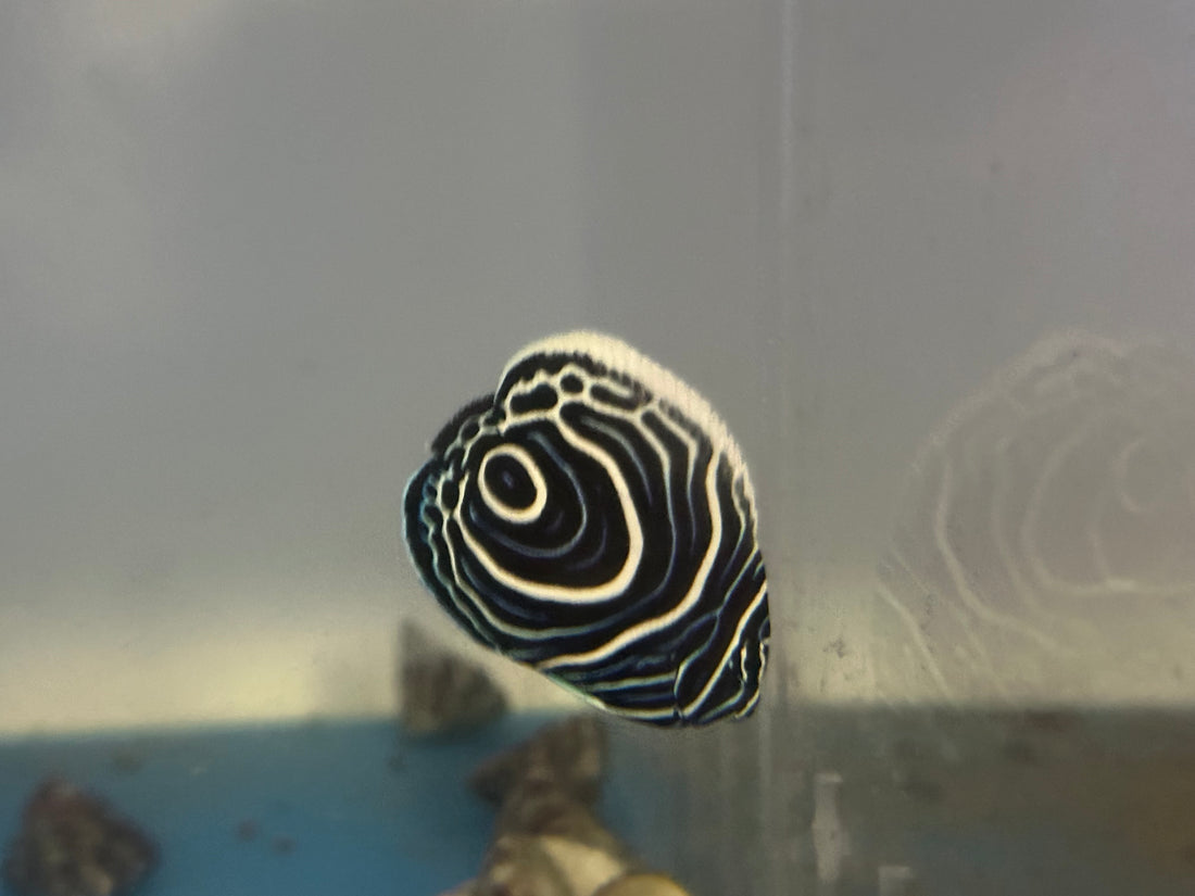 Baby Emperor Angelfish (2”)