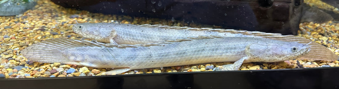 LARGE WC Ansorgii Polypterus (11-12”)