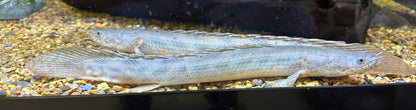 LARGE WC Ansorgii Polypterus (11-12”)