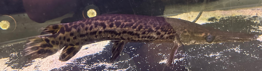 XL Alligator Gar (17-18”)