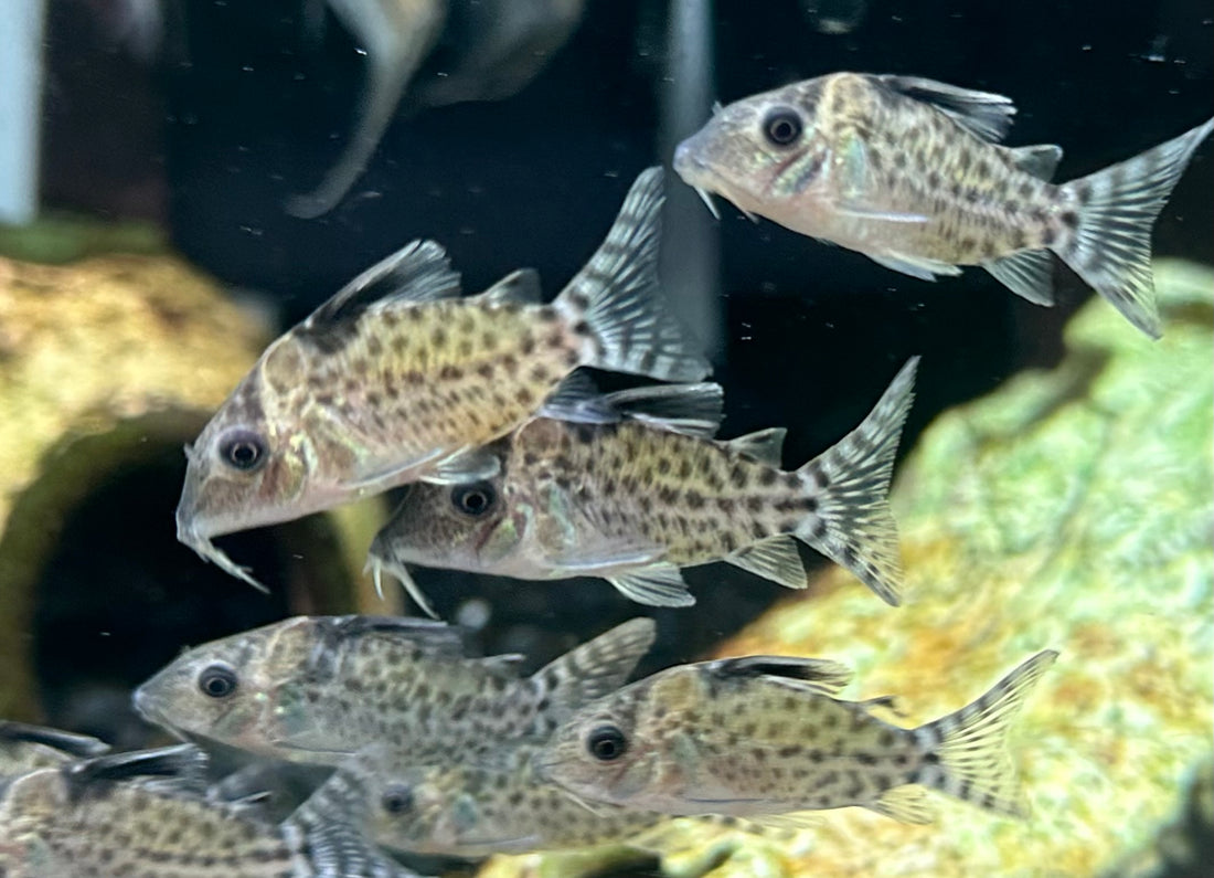 Spotted Cory (1.5”)
