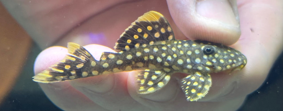 L018 Gold Nugget Pleco (2”)