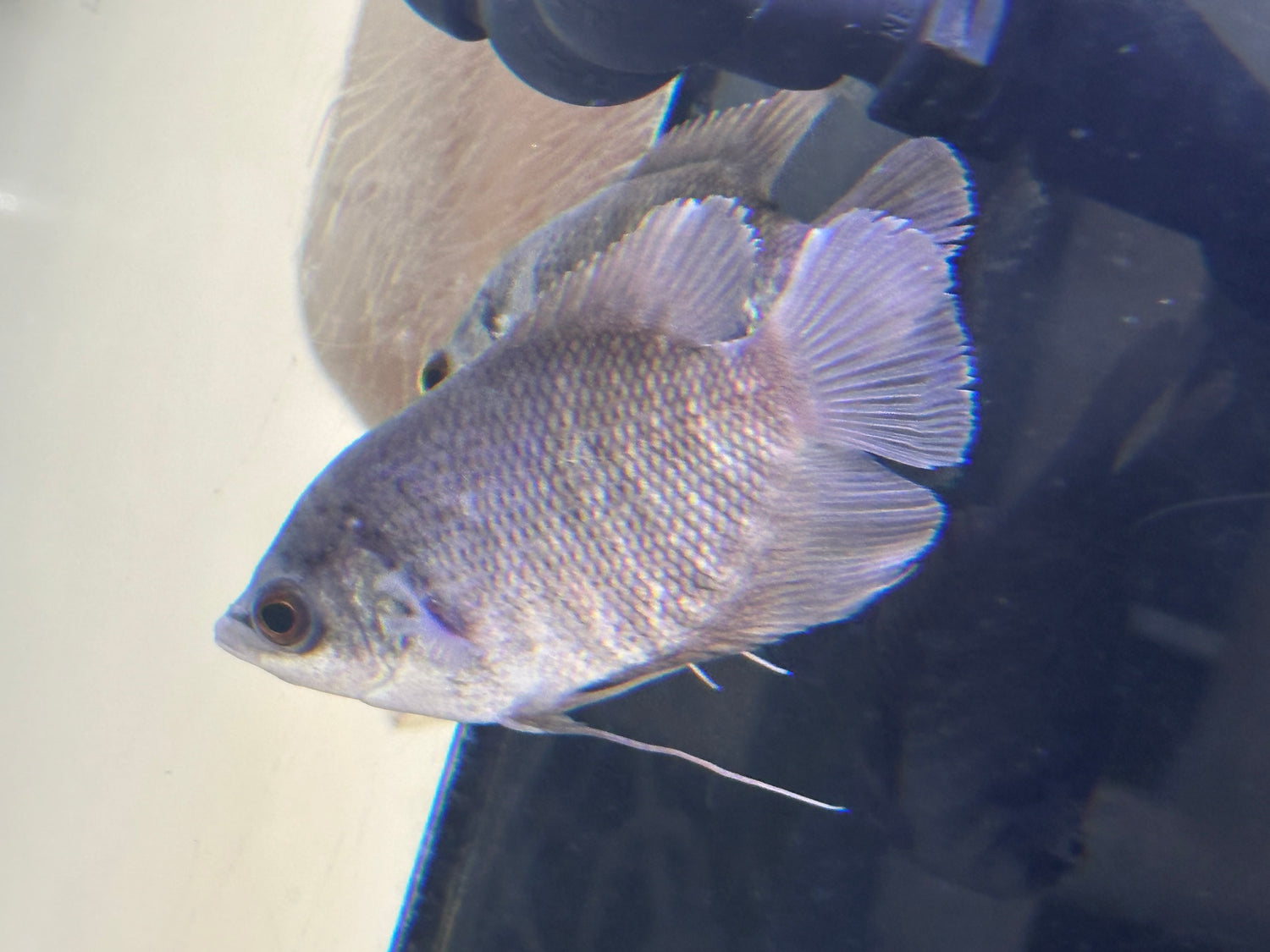 Giant Gourami (3.5”)