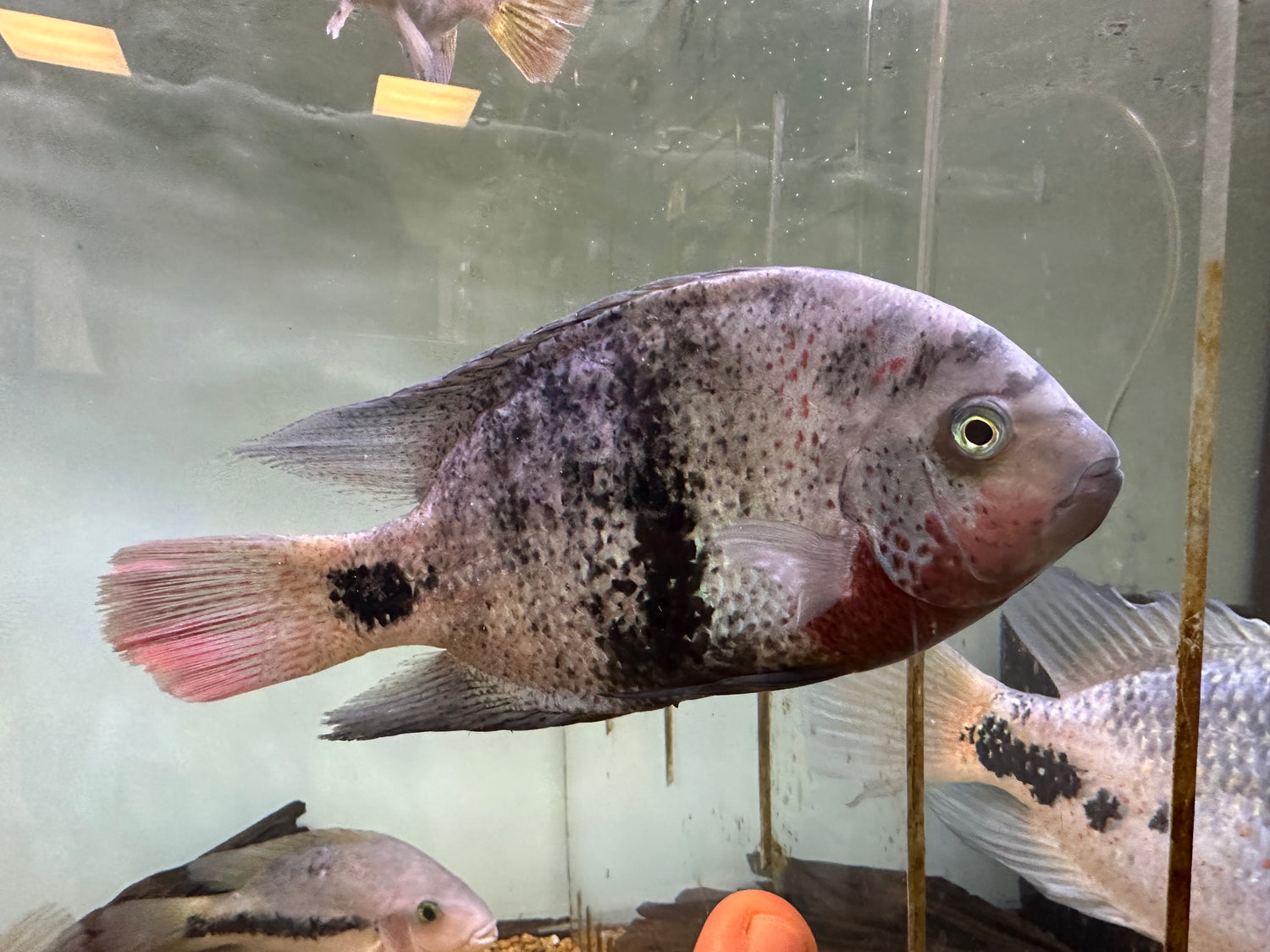 Blackbelt Vieja Cichlid (7-8”)