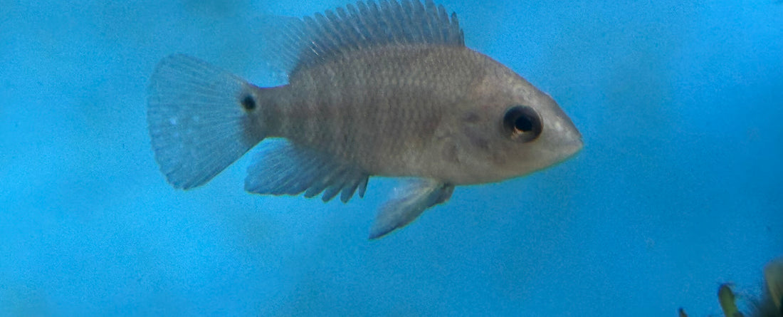 Baby Red Terror Festae Cichlid (1.5”)