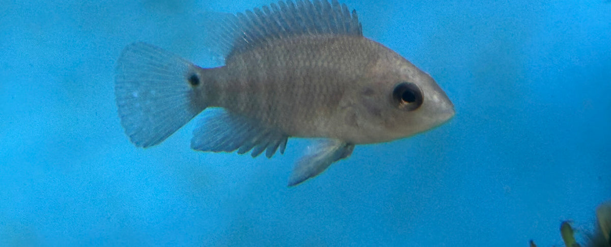 Baby Red Terror Festae Cichlid (1.5”)