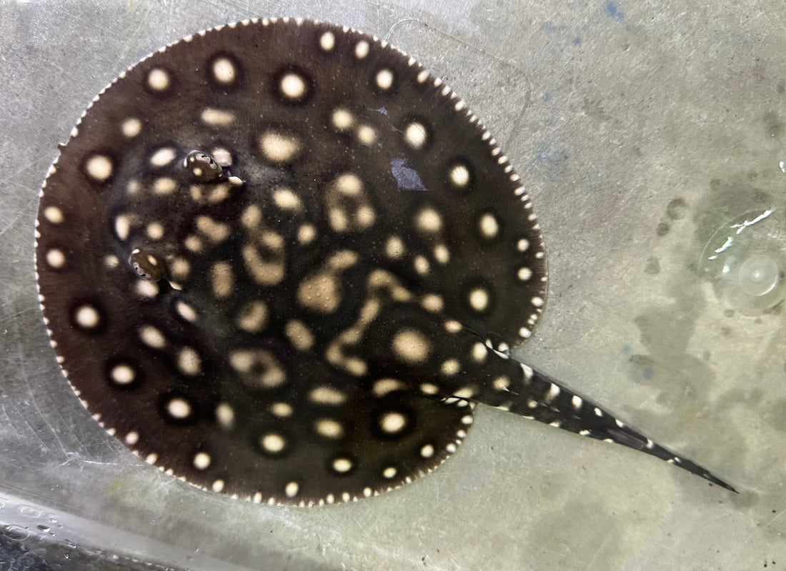 Black Diamond Hybrid Stingray (Female 6”)