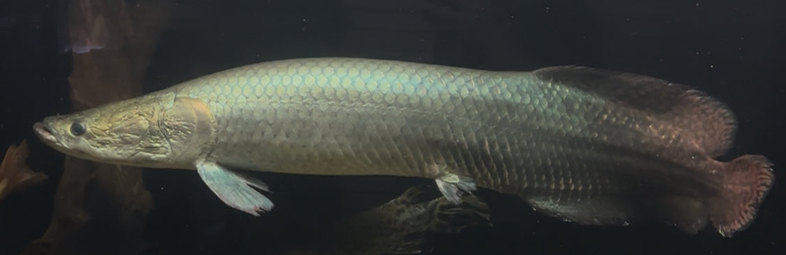 Jumbo (MONSTER) Arapaima (36-38”)