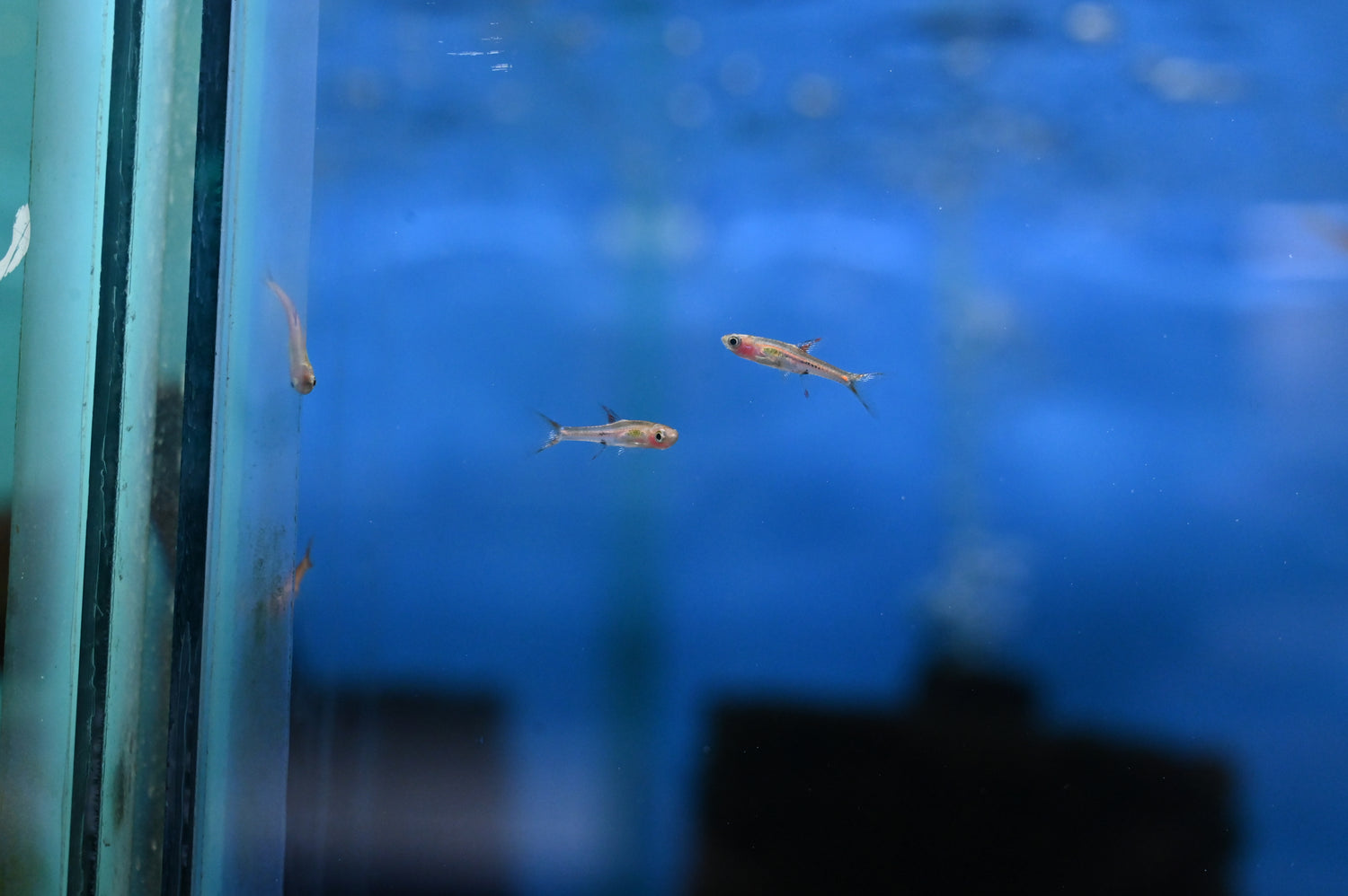 Chili Rasbora (.75-1”)