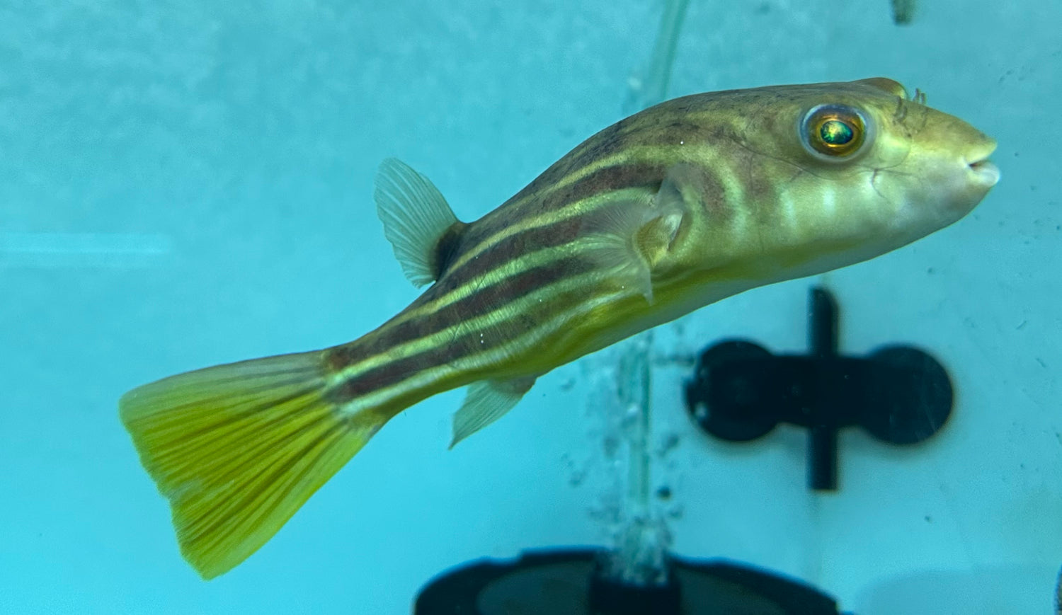 Fahaka Puffer (6”)