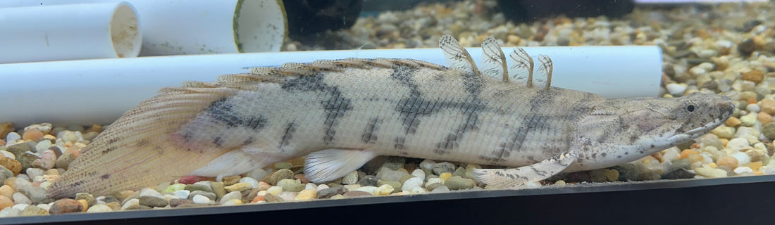 SB Endlicheri Polypterus (8”)