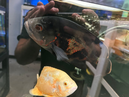 XL Tiger Oscar (8-9”)